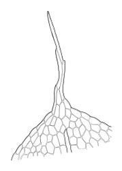 Entosthodon apophysatus, leaf apex. Entosthodon apophysatus drawn from K.W. Allison 8364, CHR 454696.
 Image: R.C. Wagstaff © Landcare Research 2019 CC BY 3.0 NZ